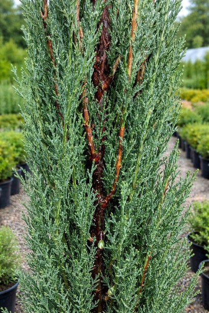 Кипарис Тотем хвоя